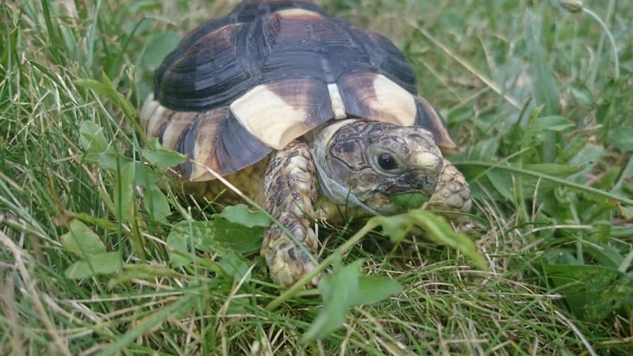 2026-01-31-Pacient ve výběhu - spontánní příjem potravy u želvy vroubené.JPG